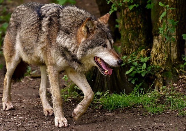 Der Wolf - ein Wildtier, das sich in Rudeln auch in Deutschland zunehmend wieder verbreitet. Foto: Alexa Pixabay Quelllink: https://pixabay.com/de/photos/wolf-wildtier-tierwelt-raubtier-3151876/