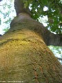 baum_blick_in_krone