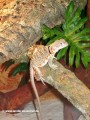 Gk_Tropia Bunter Halsbandleguan