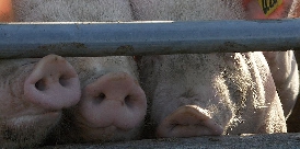 Schweine