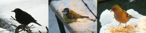 Amsel-Blaumeise-Buchfink Rechte Winny Dahlmann Heimische Vögel