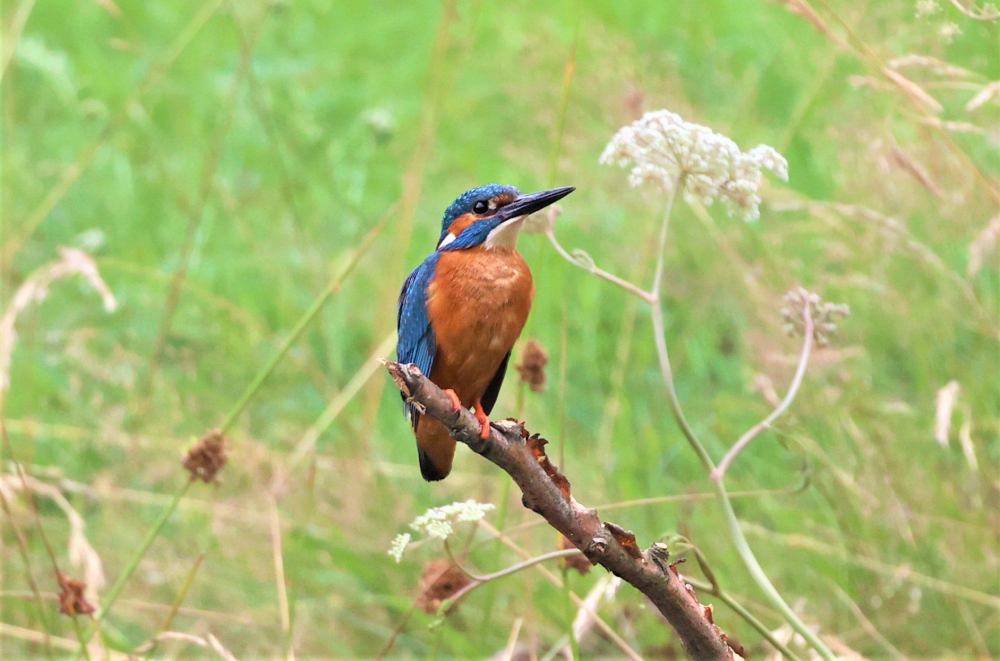 Eisvogel im Landkreis Oldenburg. Foto: Max Hunger | Presse Landkreis Oldenburg www.Landkreis-Kurier.de eisvogel_max_hunger_landkreis_oldenburg_zeitung_wildeshauser_geest_pressebericht_hunte_aktionstag