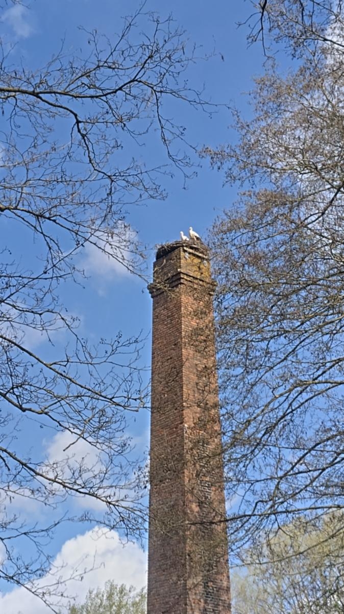 Ein Weissstorchenpaar hat sich im Horst auf dem Schornstein der Alten Ziegelei Westerholt eingenistat. Foto: Heinz Wellmann Ziegeleimuseum Westerholt Gemeinde Wardenburg. Bericht Landkreis Kurier - Zeitung Wardenburg www.landkreis-kurier.de storchenpaar_wardenburg_westerholt_alte_ziegelei_hein_wellmann_weisstoerche_horst_zeitung_landkreis-kurier-de
