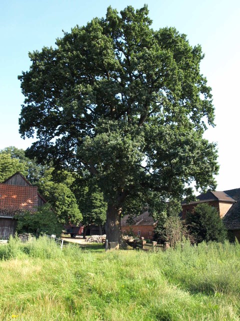 Alte Bäume prägen die Wildeshauser Geest. Foto: Landkreis Oldenburg  Oliver Galeotti