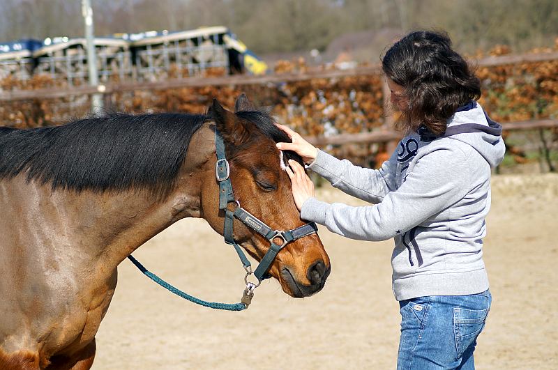 Pferdegestütztes Coaching nach MindMirror mit Pony Karlchen + Coach Nicole Pargmann www.hof-pargmann.de