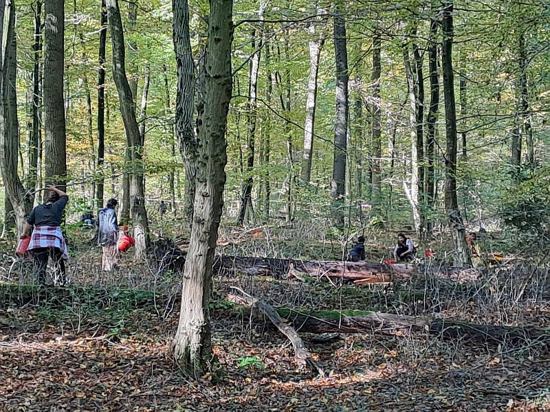 Im Hasbruch im Landkries Oldenburg werden in mühsamer Handarbeit Eicheln für die Forstsaatgutberatungstelle gesammelt. Foto: Niedersächsische Landesforsten