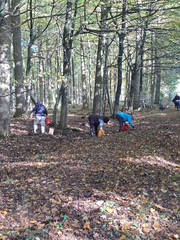 Eicheln werden mühsam in Handarbeit von Helfer gesammelt, um sie an die Forstsaatgutberatungstelle nach Oerrel weiter zu leiten. Foto: Niedersächsische Landesforsten