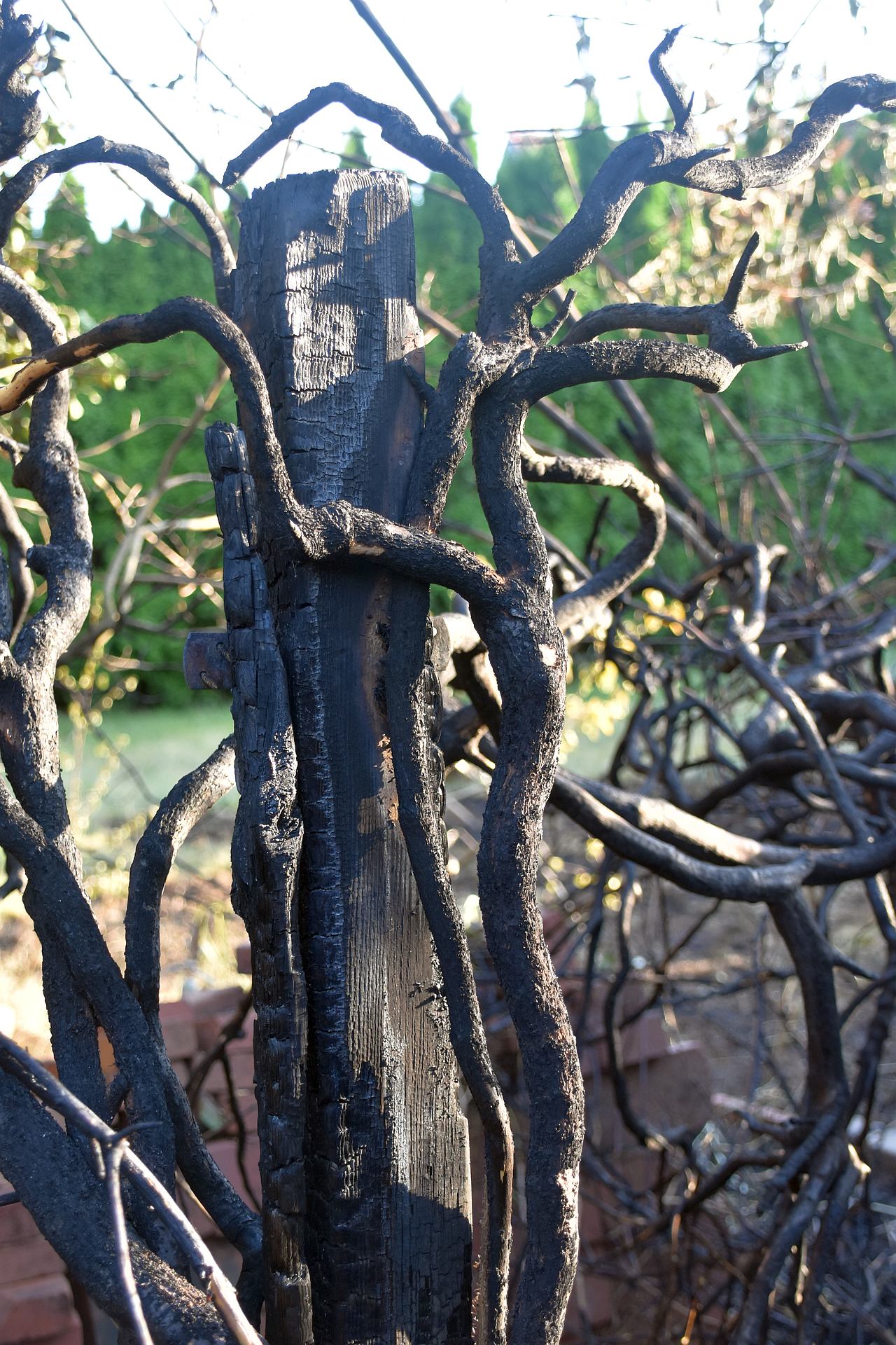 Einen Brandschaden in Höhe von ca. 5.000 Euro hat der Heckenbrand am 14. Juli 2026 in Wardenburg verursacht. Viele Insekten fanden vermutlich bei diesem Feuer auch den Tod.  Foto Uta Grundmann-Abonyi www.landkreis-kurier.de