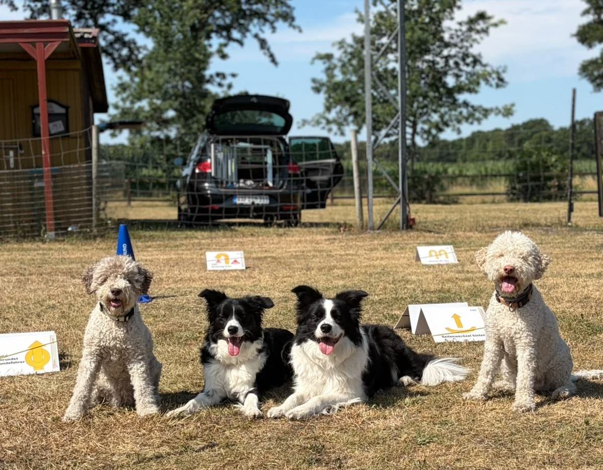 Hunde lieben Herausforderungen geistiger und körperlicher Art. Beim Hundesportverein Hatten e. V. finden sie ein tolles Angebot. Foto: Tanja Berenzen HSV Hatten e. V. für Landkreis Kurier Zeitung Oldenburg Landkreis www.landkreis-kurier.de hundesportverein-hatten-hsv-hunde_foto_tanja_berenzen