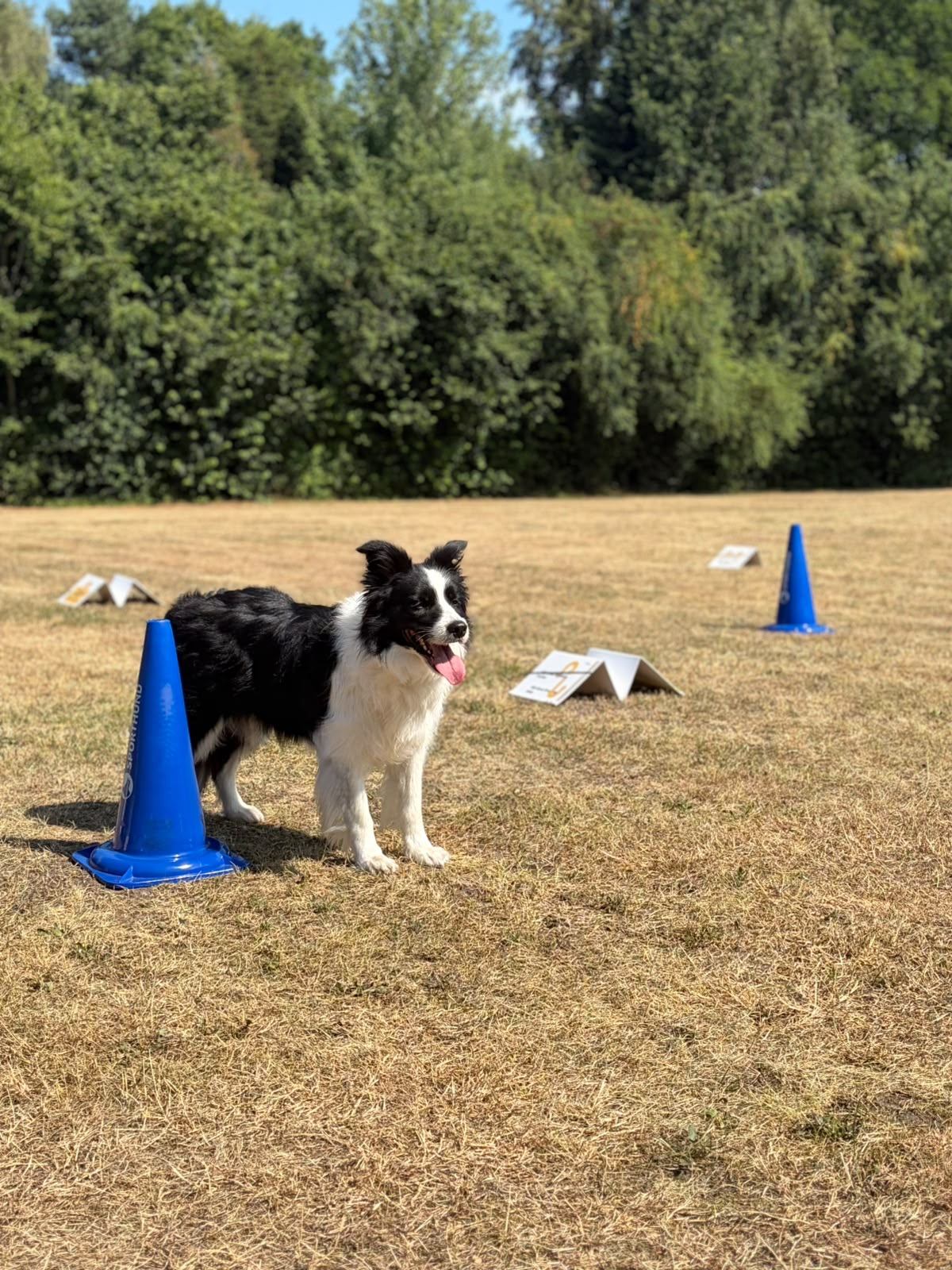 Hund auf dem Hundesportvereinplatz in Hatten Sandtange. Hundesportverein Hatten e. V. - Foto: Verein - Tanja Berenzen für Landkeis Kurier Hund auf dem Hundesportvereinplatz in Hatten Sandtange. Hundesportverein Hatten e. V. - Foto: Verein - Tanja Berenzen für Landkeis Kurier