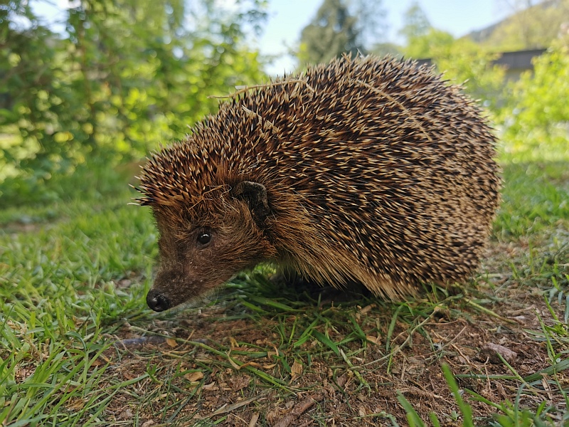 Der Igel ist ein Wildtier und steht unter Schutz. Der NABU gibt Tipps für igelfreundliche Gärten. Foto: Roger Cornitzius | Pressefoto NABU Hannover Landkreis-Kurier 4-2022