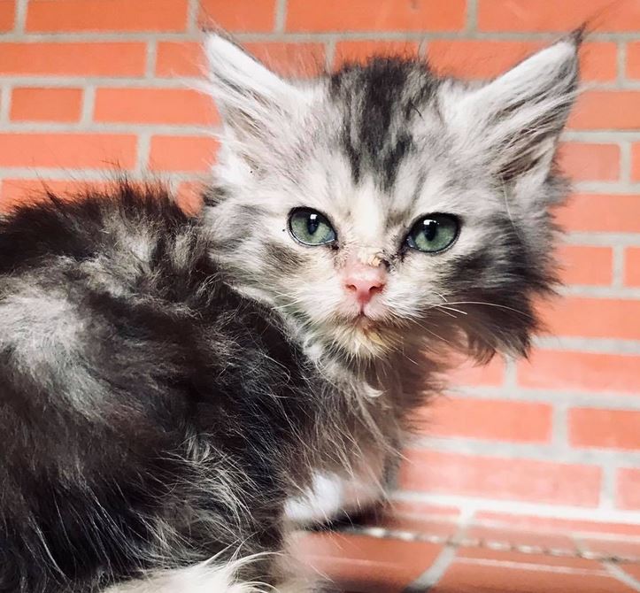 Dieses Katzenbaby wurde mit 86 weiteren Katzen im November 2020 aus einem Haushalt in Dötlingen gerettet. Es wird im Tierheim Oldenburg versorgt. Foto: Tierheim Oldenburg