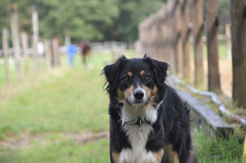 Luna_hofhund_hof_pargmann_wardenburg