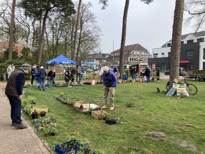Pflanzenmarkt an der Kreuzkirche in Sandkrug im Landkreis Oldenburg NABU Hatten lädt zum Pflanzenmarkt mit heimischen Pflanzen ein. Foto Monika Fauser NABU Ortsgruppe Hatten - www.nabu-hatten.de pflanzenmarkt-staudenmarkt-sandkrug-oldenburg_nabu-hatten_monika_fauser_foto_zeitung_landkreis-kurier.de