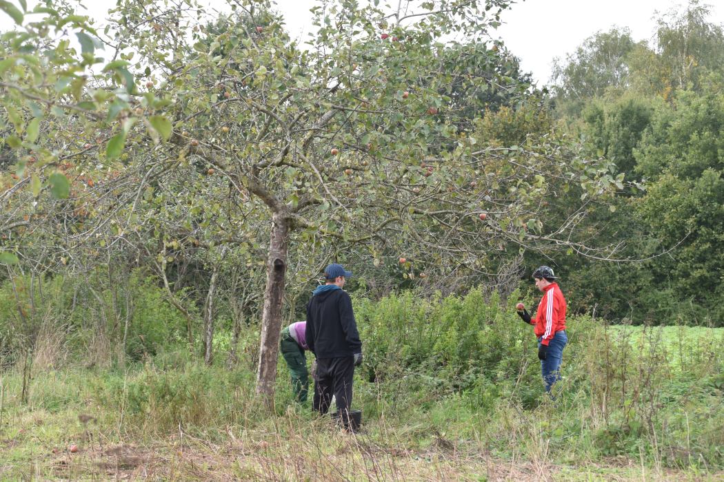 apfelernte_wardenburg_buergerverein_tillysee_obstbaumwiese_foto_grabo