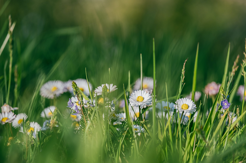 Wildblumenwiese im Naturgarten. Foto: Ilona Frey - Unsplah