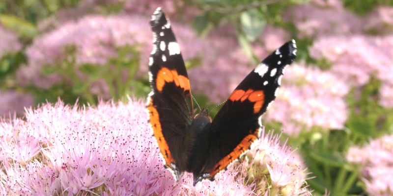 Schmetterling Admiral NABU Oldenburg Rüdiger Wohlers