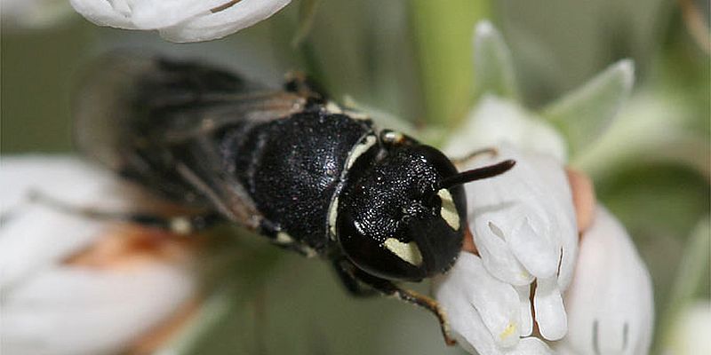 Maskenbiene Foto: NABU Helge May