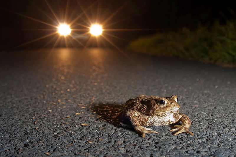 Gefahr für Amphibien im Verkehr. Foto Jonathan Fieber NABUkroete_auto_NABU_Jonathan-Fieber