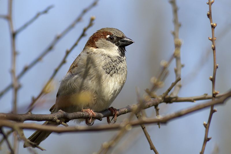 Haussperling_NABU_Joachim-Neumann