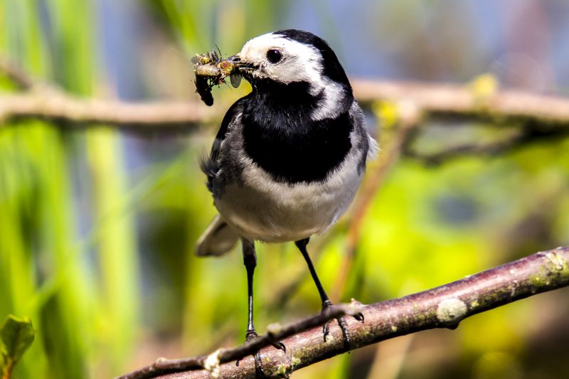 Der NABU gibt Tipps zur Bachstelze. Foto: Kathy-Büscher Der NABU gibt Tipps zur Bachstelze. Foto: Kathy-Büscher