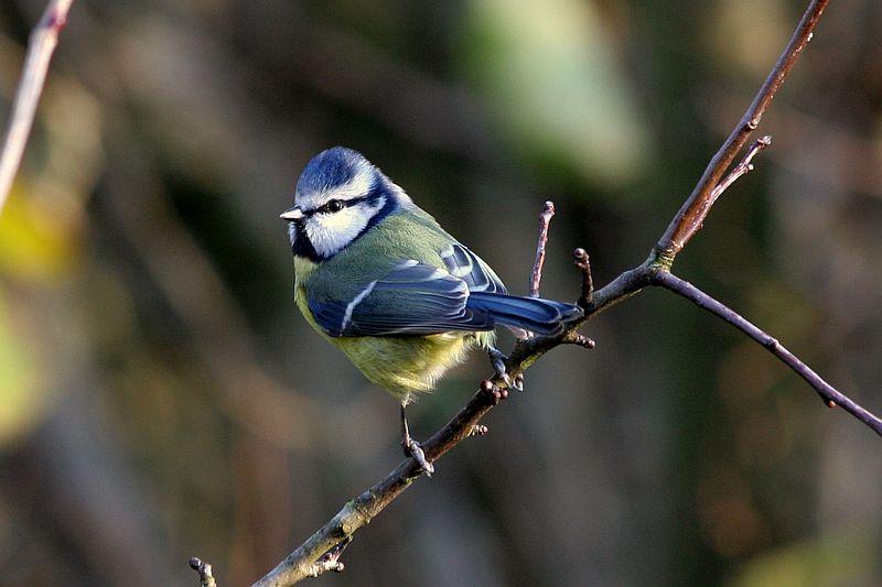 Blaumeise © NABU/Thomas Munk