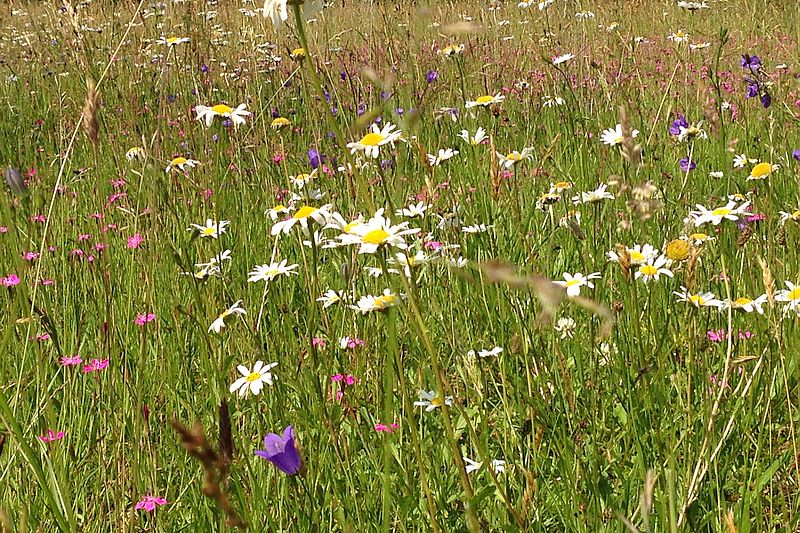 Wildblumen Foto: b-ziesmer