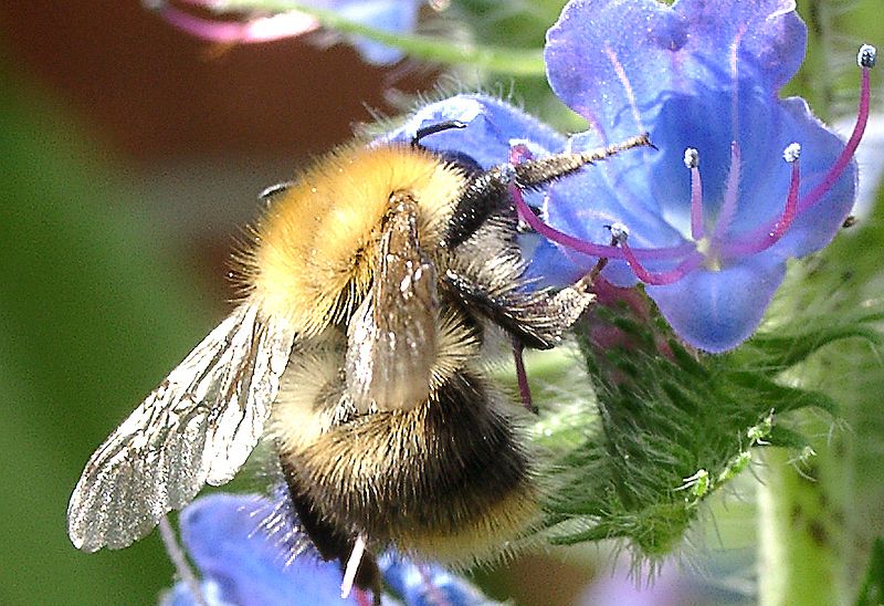 Hummel Foto: NABU