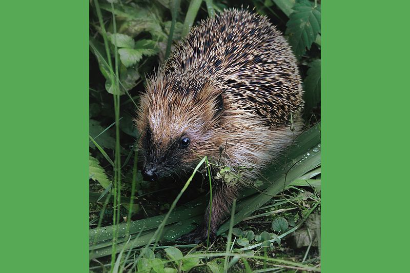 Igel Foto: NABU rieke-oltmanns