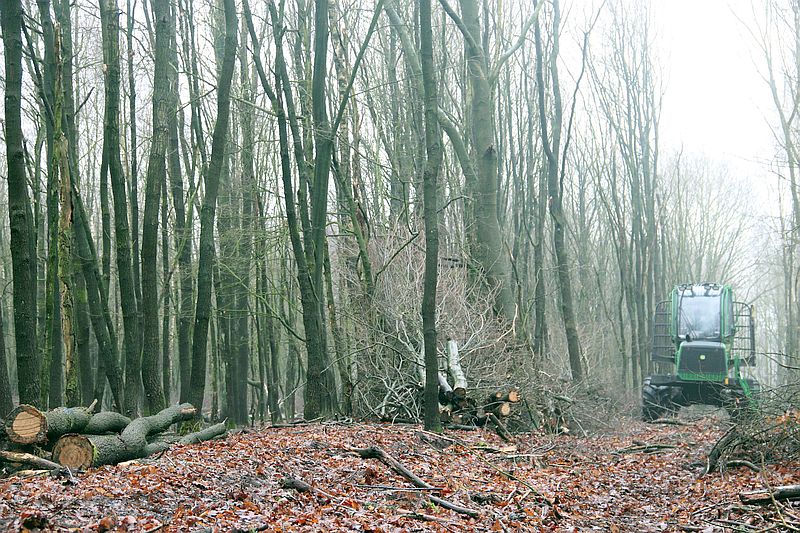 Pflegedurchforstung in junger Eiche (2)