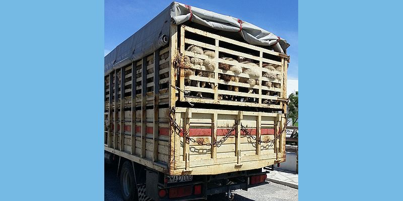 Handlungsbedarf bei Tiertransporten Foto: Pixabay