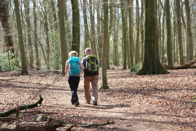 Landkreis-Kurier Artikel Waldspaziergang in Zeiten Coronakrise Foto: Landesforsten