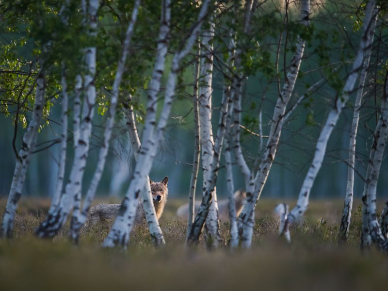 Wolf-hinter-Birken-NABU-Heiko-Anders