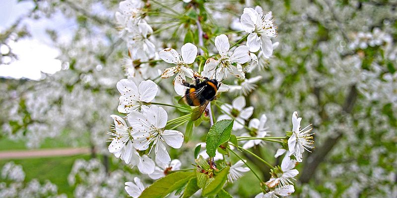 Wildbiene Hummel